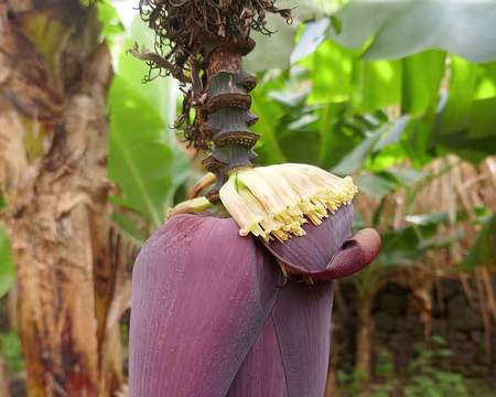 Dans la descente vers Coculi. Fleur de bananier.