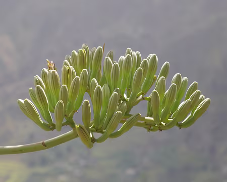 Fleur d'agave en bouton.