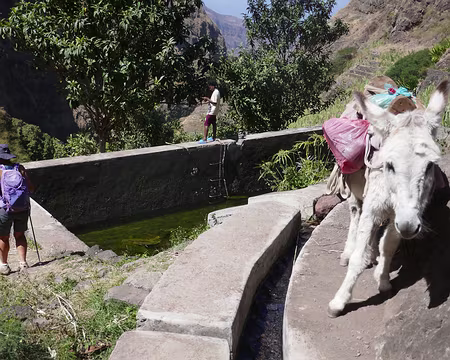 Petit âne n'est pas très rassuré sur son étroite levada !