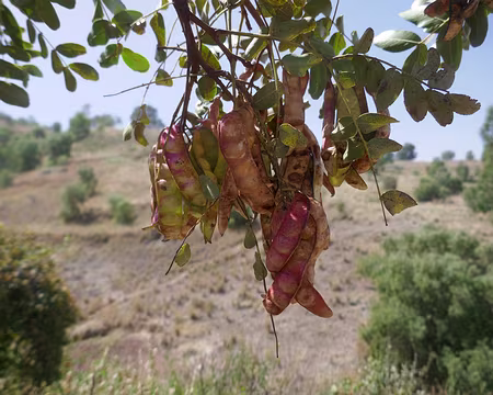 Graines de caroubier.