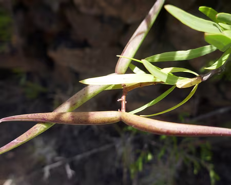Periploca laevigata (cornes de chèvre).