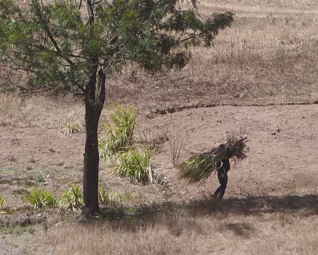 Cabo de Ribeira : ramassage de la canne à sucre