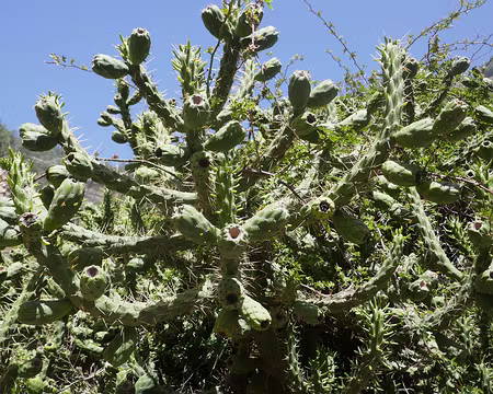 Cylindropuntia