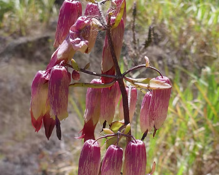 Kalanchoe pinnata, originaire de Madagascar
