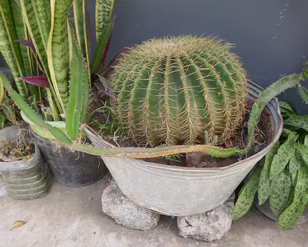 Impressionant Echinocactus