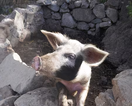 Petit cochon aimerait bien se dégourdir les pattes sur les chemins...