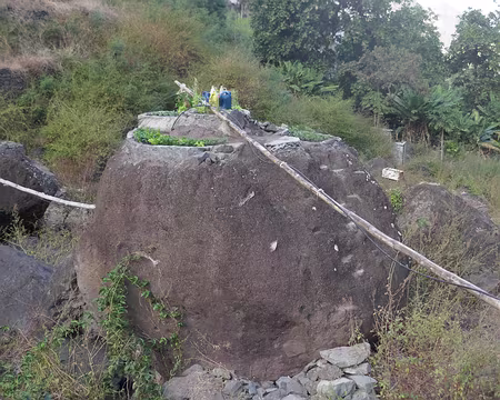 Incroyable micro-jardin au somment d'un caillou !