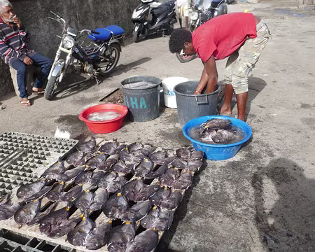 Marché aux poissons