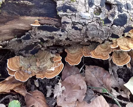 034 Polypores
