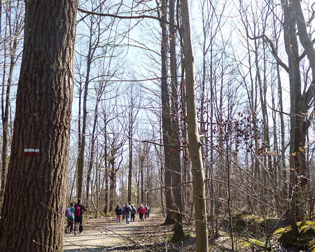 P1200806 Forêt de Sainte-Apolline