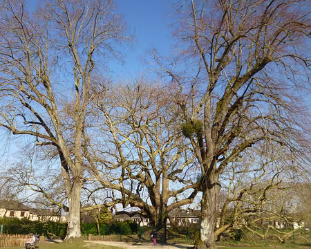 P1200814 L'arbre de Diane, platane d'Orient