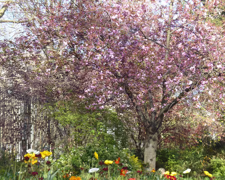 P1200926 Merci à Martine pour cette balade printanière dans la Plaine Monceau.