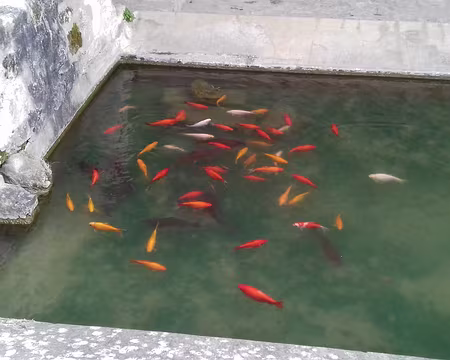 018 Le lavoir et ses poissons rouges