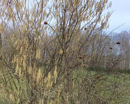 028 Noisetiers au printemps