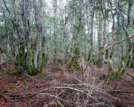 P1350760 Forêt enchantée