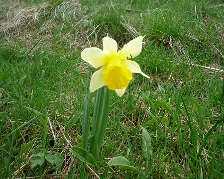 P1350762 C'est la saison des jonquilles.