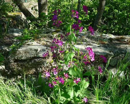 P1350845 Monnaie du Pape en fleurs