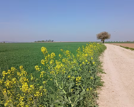 014 Chemin au milieu des champs