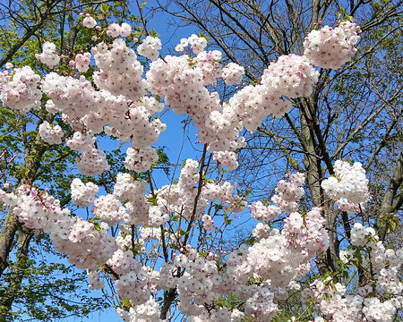 040 Le printemps à Auvers