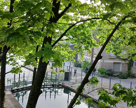 004 Erables sycomores au bord du canal Saint-Martin