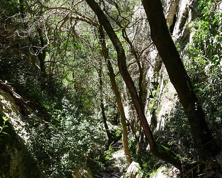 P1180580 Raide descente dans la combre d'Escarry.
