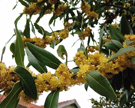 004 Laurier-sauce (ou Laurier noble)