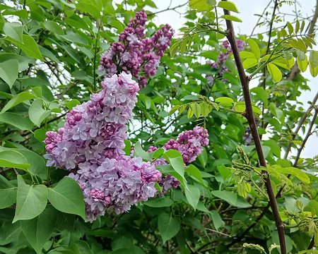 023 Lilas (rue du Grand Voyeux à Villers-lès-Rigault)