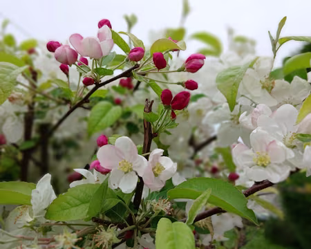 031 Fleurs de pommier