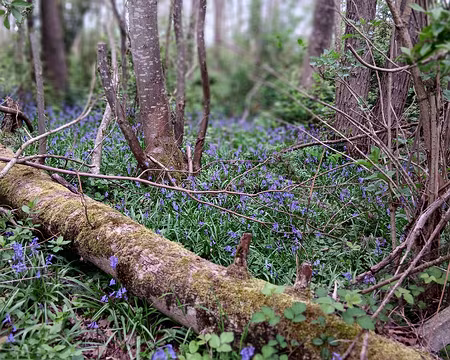 036 Jacinthes des bois