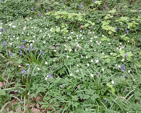 043 Anémones des bois