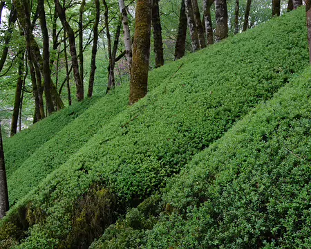 DSC_0002 Terrasson: Le bois sacré, composé de 2500 buis.