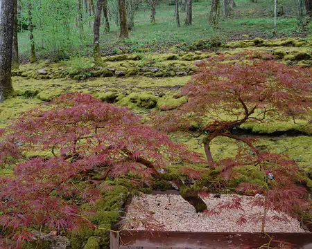 DSC_0003 Terrasson: Erable du Japon sur fond de jardin de mousse sur terrasse rappelant culture de la vigne.
