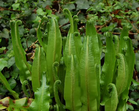 DSC_0022 Boucle de Vitrac: Fougère scolopendre en développement.