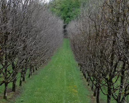 DSC_0034 Boucle de Vitrac: Plantation de noyers.