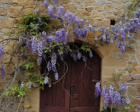 DSC_0035 Boucle de Vitrac: Pierres ocres typique et glycines, au lieu dit le Colombier.
