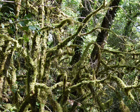 DSC_0061 Boucle de Beynac: Fantômatiques branches de buis mortes, entremélées et couvertes de mousse.