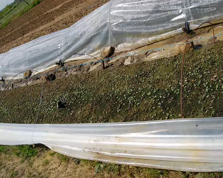 DSC_0064 Boucle de Beynac: Des serres de plans de tabac. Ils seront ensuite replantés dans la plaine.