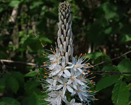 DSC_0065 Boucle de Beynac: Un Asphodèle blanc.