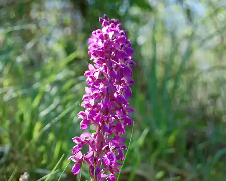 DSC_0067 Boucle de Beynac: Un Orchys mâle (considérée comme « en danger » dans certaine région).