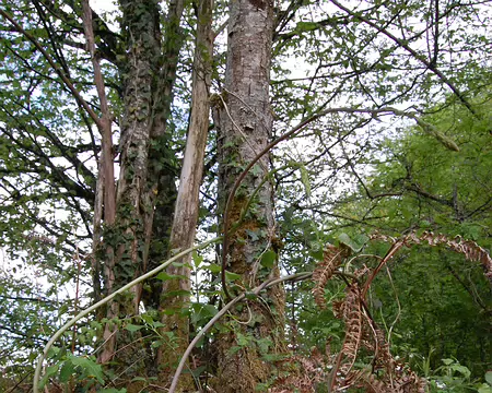 DSC_0073 Boucle de Beynac: La plante qui serpente vers le ciel est une Asperge sauvage : l'extrémité se mange, mais il en faut pas mal pour remplir une assiette !