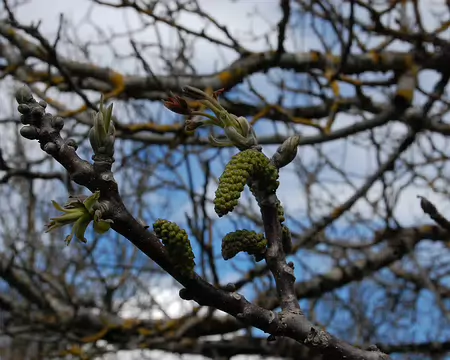 DSC_0090 Boucle de Domme: Les chatons et et les feuilles naissantes d'un noyer.