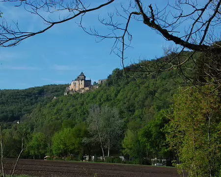 DSC_0131 Jour 7 : Lumière du matin sur le château de Castelnaud vu du camping.