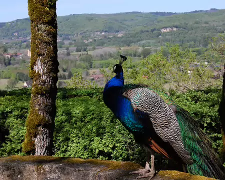DSC_0148 Marqueyssac: Ils se pavannent !