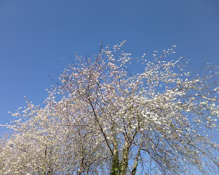 P1200940 Ambiance printanière