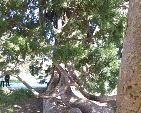 P1200951 Séquoia et branches marcottées