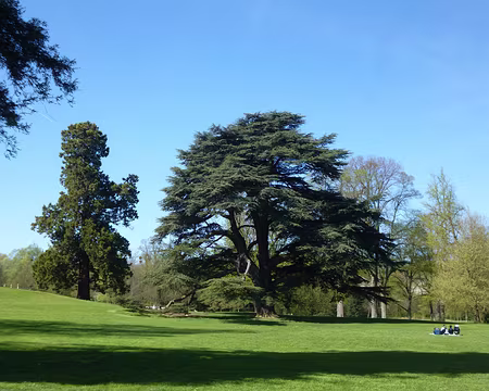 P1200953 Cèdre du Liban. Le parc de 54 ha se compose d'un parc à l'anglaise, d'une perspective à la française et d'une forêt.