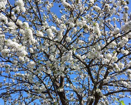 009 Cerisier au printemps