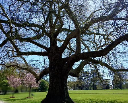 016 Platane dans le jardin à l’anglaise