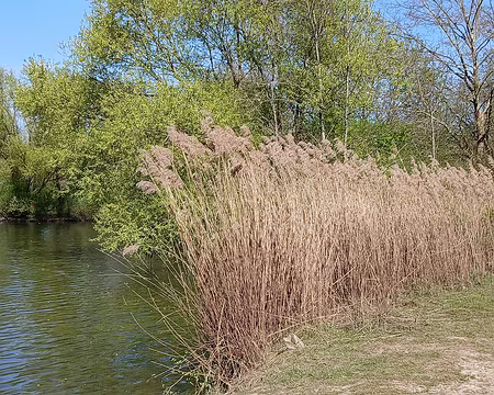 033 Roselière au bord de l’étang de la Brosse