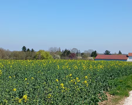 037 L’église Saint-Georges et le château d’eau du village de Lizines, au milieu des champs de colza